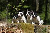 BOULEDOGUE FRANCAIS 364
